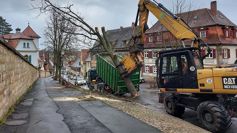 Am Bamberger Michelsberg sind nun drei Kastanien gefällt worden.