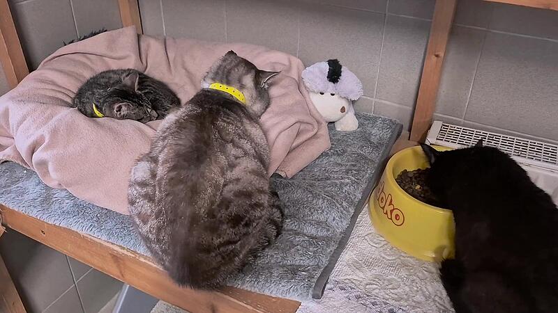 Aus dem Kronacher Tierheim