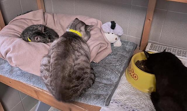 Aus dem Kronacher Tierheim Aus dem Kronacher Tierheim