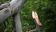 Der abgebrochener Ast eines Baumes