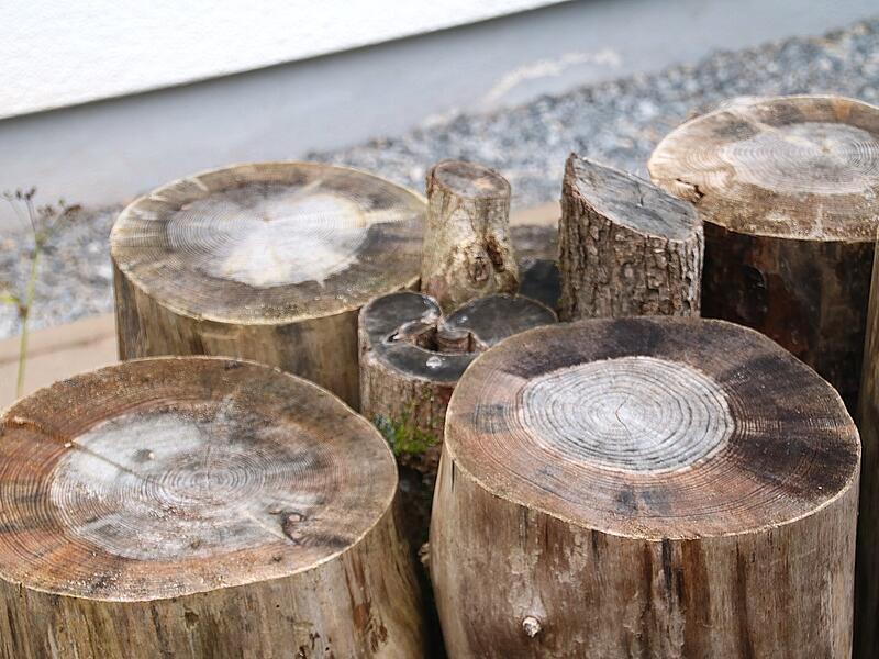 In den Baumstämmen können Insekten nisten. In den Baumstämmen können Insekten nisten.