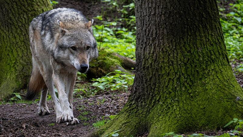 n den Märchen ist der Wolf auf die Rolle des Bösewichts abonniert