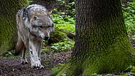 n den Märchen ist der Wolf auf die Rolle des Bösewichts abonniert