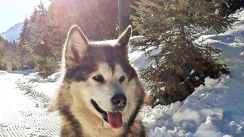 Ein Bild aus dem Familienalbum der &ouml;sterreichischen Urlauber: Mara freut sich wie ein Schneek&ouml;nig.
