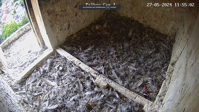 Nest leer: Falken von der Coburger Morizkirche schon ausgeflogen