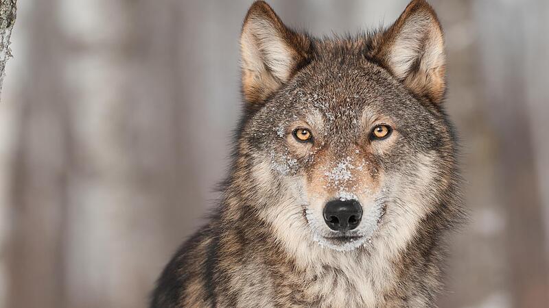 Das Landesamt f&uuml;r Umwelt hat eine neue Karte der bayerischen Wolfsgebiete herausgegeben. Der Landkreis ist darin teilweise als Wolfsgebiet gekennzeichnet.Forchheim & Fr&auml;nkische Schweiz