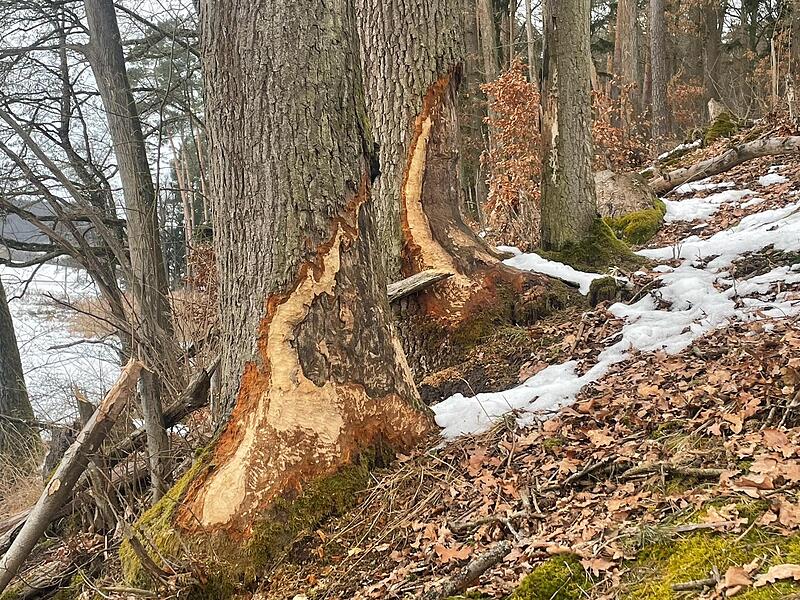 Solche m&auml;chtigen Eichen und Buchen sind die &bdquo;Leibspeise&ldquo; des Bibers, aber er entnimmt dem Wald auch junge B&auml;ume und schleift sie zu seinem Bau.