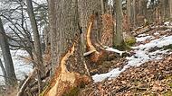 Solche m&auml;chtigen Eichen und Buchen sind die &bdquo;Leibspeise&ldquo; des Bibers, aber er entnimmt dem Wald auch junge B&auml;ume und schleift sie zu seinem Bau.