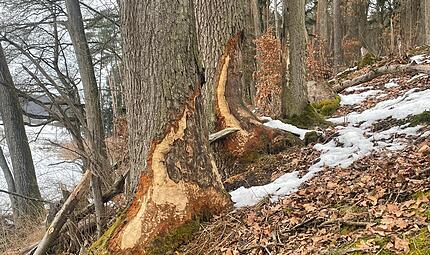 Solche m&auml;chtigen Eichen und Buchen sind die &bdquo;Leibspeise&ldquo; des Bibers, aber er entnimmt dem Wald auch junge B&auml;ume und schleift sie zu seinem Bau.