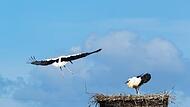 Im Storchen-Newsletter von Hans Schönecker  finden sich immer aktuelle Fotos der Störche im Coburger Land, die ihm auch von einem Netzwerk an Unterstützern bereit gestellt werden.
