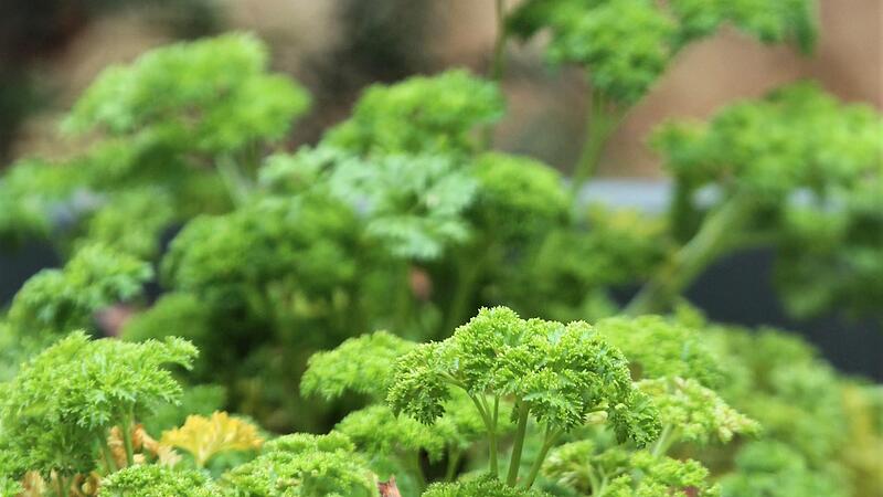 Das Laub der Petersilie verleiht vielen Speisen die richtige W&uuml;rze.
