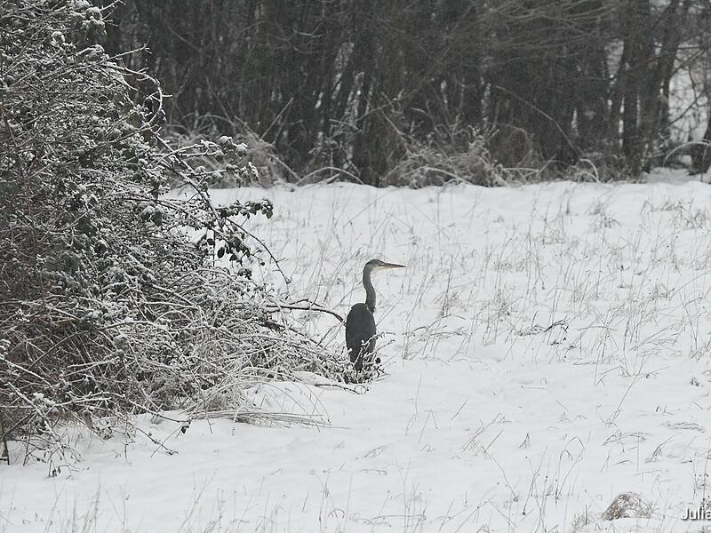 Leserfotos: So sch&ouml;n ist der Frankenwald im SchneeLeserfotos Schnee Januar 2026