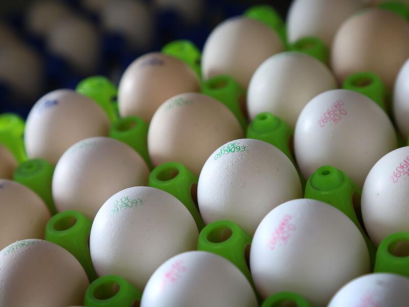 Legehennen auf Biobauernhof