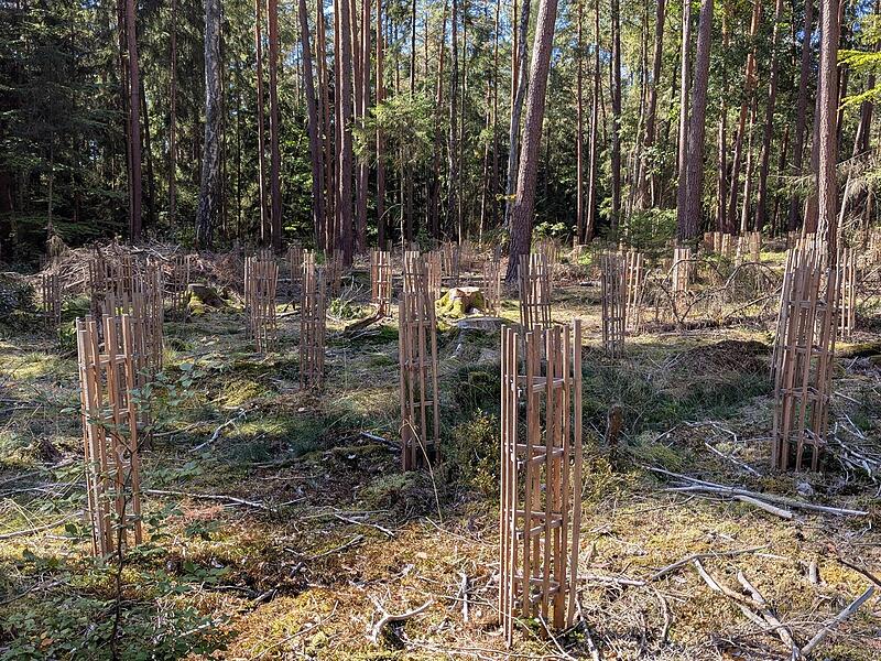 Aufwendiger Schutz f&uuml;r jeden Baum: Der Waldumbau ist mit viel Arbeit verbunden.Dagmar Besand