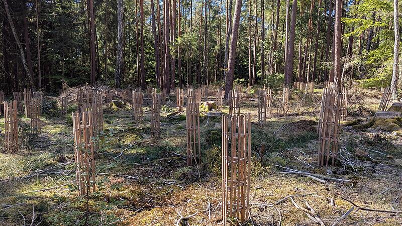 Aufwendiger Schutz für jeden Baum: Der Waldumbau ist mit viel Arbeit verbunden.Dagmar Besand Aufwendiger Schutz für jeden Baum: Der Waldumbau ist mit viel Arbeit verbunden.Dagmar Besand