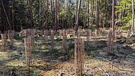 Aufwendiger Schutz f&uuml;r jeden Baum: Der Waldumbau ist mit viel Arbeit verbunden.Dagmar Besand