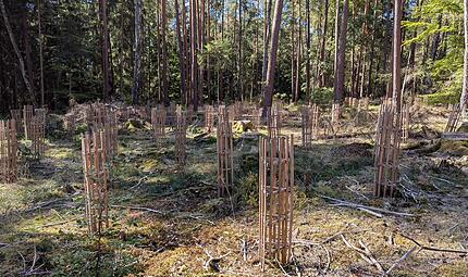 Aufwendiger Schutz f&uuml;r jeden Baum: Der Waldumbau ist mit viel Arbeit verbunden.Dagmar Besand