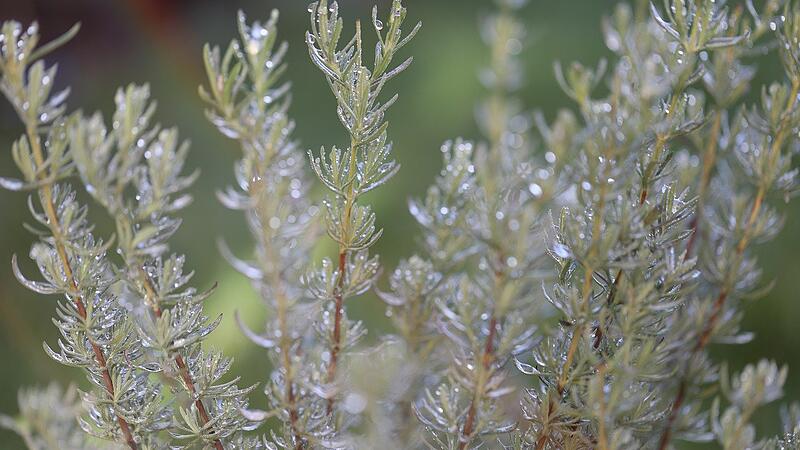 Rosmarin im Freihen stehen lassen Rosmarin im Freihen stehen lassen