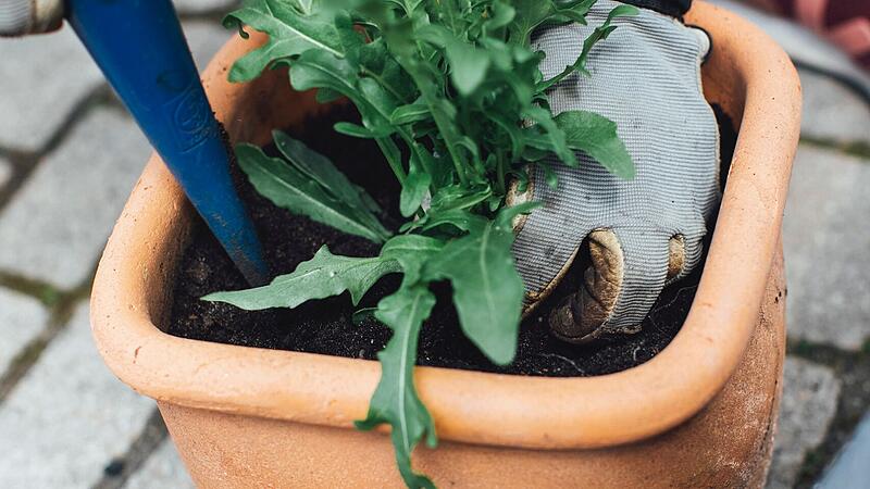 Rucola treibt wieder aus