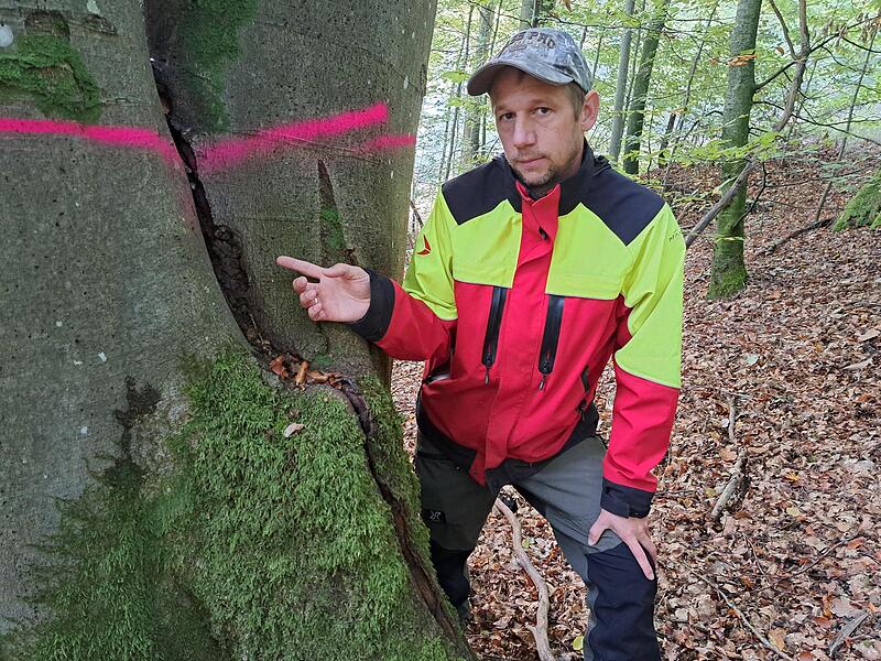 Stadtf&ouml;rster David Scheuthle zeigt einen Riss, das sich mehr als einen Meter durch den Stamm zieht. Der Baum droht auf die Staatsstra&szlig;e zu st&uuml;tzen.