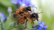 Wildbienen