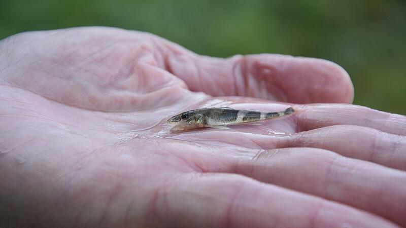 Seltene Fischart namens Streber Seltene Fischart namens Streber