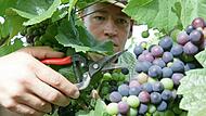 Der Zeiler Winzer Roger Nüßlein wird in vier Jahren Chardonnay ernten können. Bereits heuer hat er erstmals die mediterrane Weinsorte angepflanzt.