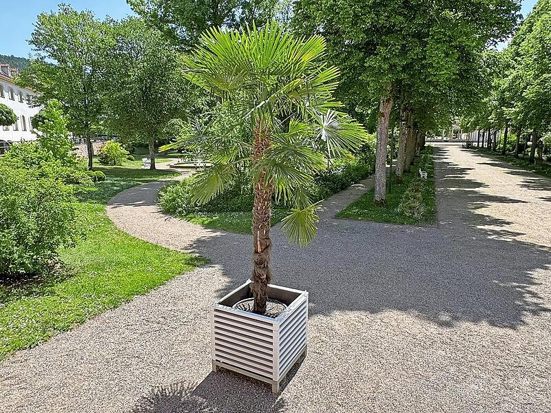 Auch die Kübelpflanzen und Palmen kehren in den kommenden Wochen wieder an ihre Standorte in Bad Bocklet zurück und sorgen zusätzlich für sommerliches Flair. Auch die Kübelpflanzen und Palmen kehren in den kommenden Wochen wieder an ihre Standorte in Bad Bocklet zurück und sorgen zusätzlich für sommerliches Flair.