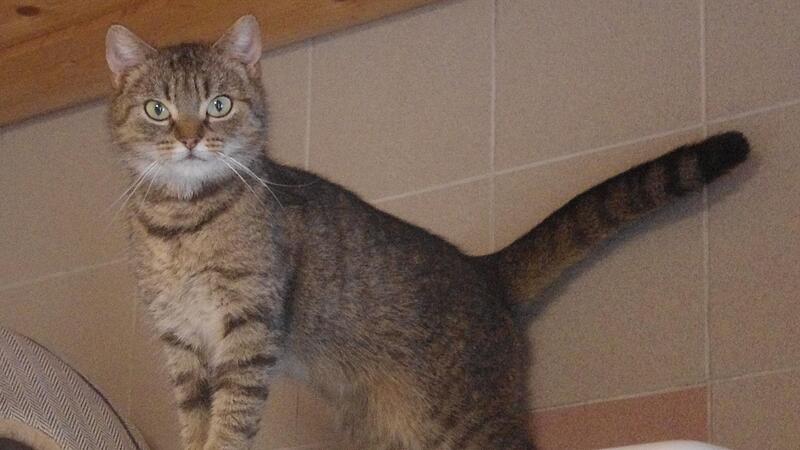 Hauskatze Odette ist Anfang 2024 geboren.