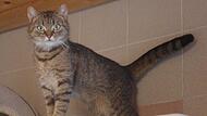 Hauskatze Odette ist Anfang 2024 geboren.