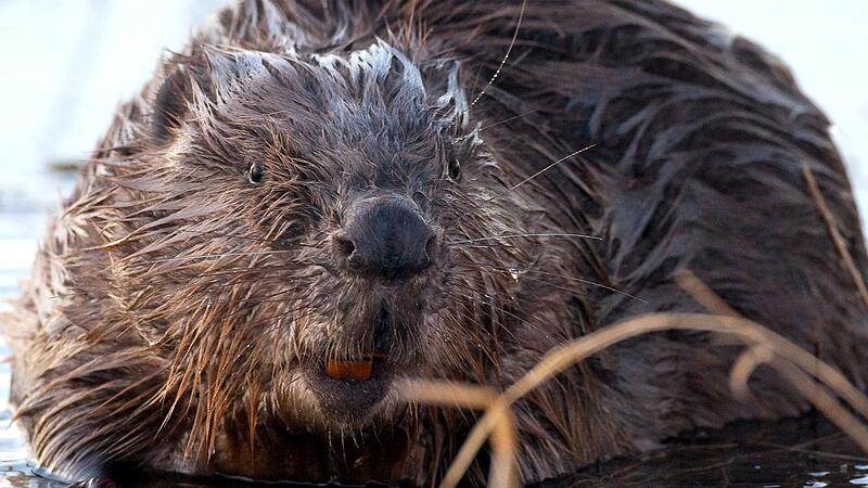 Gr&ouml;&szlig;ter Gefahrenpunkt der Bibersch&auml;den im Ransbach im Gewerbegebiet in Thundorf.