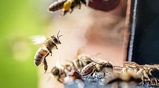 Eine Biene landet im Sonnenschein an ihrem Stock. In einem Bienenstand im Gemeindegebiet Aufseß ist die Tierseuche Amerikanische Faulbrut ausgebrochen.