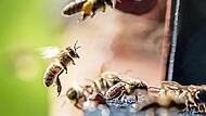 Eine Biene landet im Sonnenschein an ihrem Stock. In einem Bienenstand im Gemeindegebiet Aufseß ist die Tierseuche Amerikanische Faulbrut ausgebrochen.