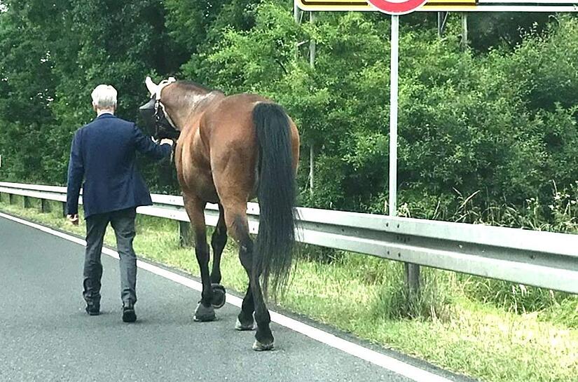 Michael Stoschek führt Wallach Lord am Halfter die Coburger Südzufahrt hinauf. Ein Mitarbeiter im Auto dahinter sicherte Mensch und Tier. Michael Stoschek führt Wallach Lord am Halfter die Coburger Südzufahrt hinauf. Ein Mitarbeiter im Auto dahinter sicherte Mensch und Tier.