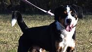 Appenzeller Sennenhundmix Lucky
