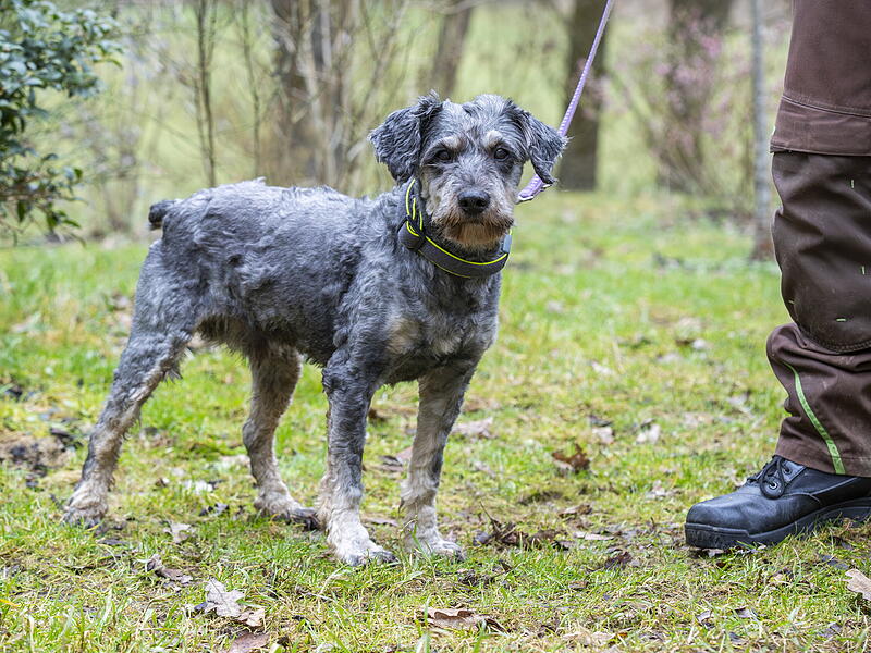 Terrier Milo frisch geschoren: Sonst ist sein Fell plüschiger. Terrier Milo frisch geschoren: Sonst ist sein Fell plüschiger.