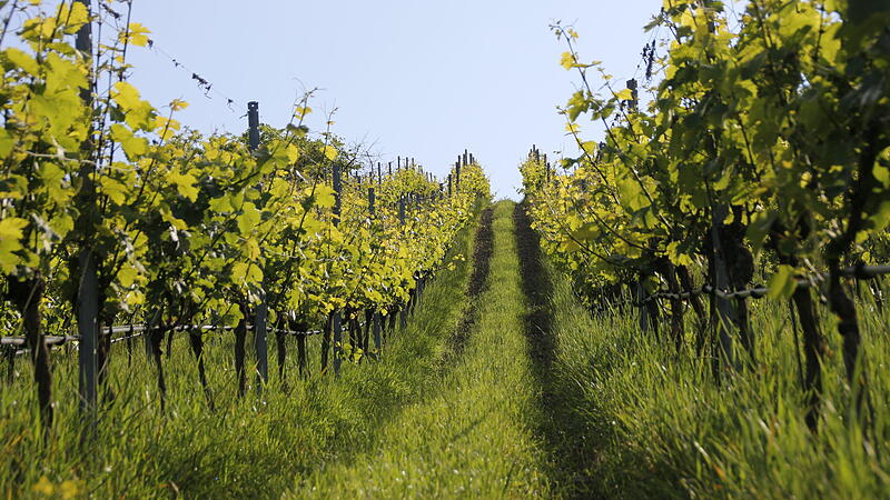 Weinberg Familie Baldauf