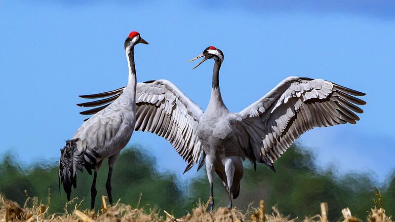 Kraniche rasten