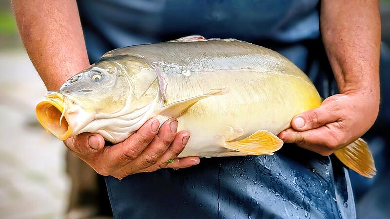 Karpfen Seidmannsdorf Coburg