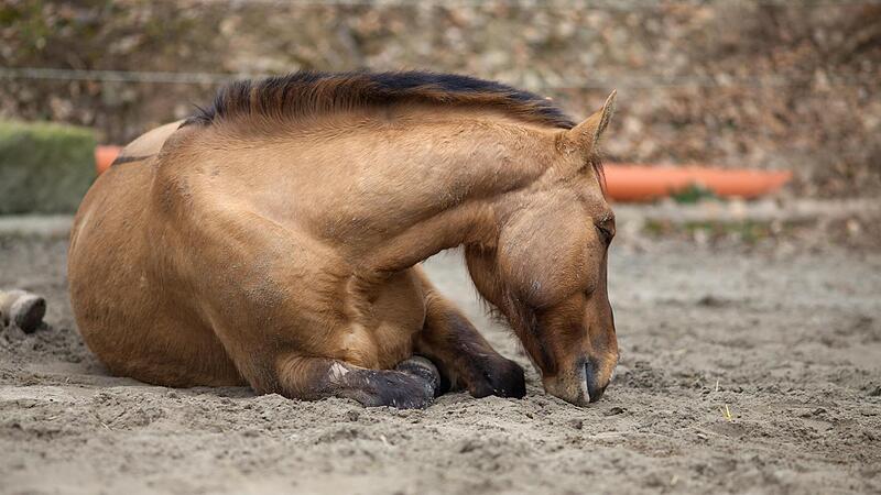 Wegen der Vernachlässigung des Tieres beschlagnahmte das Veterinäramt die Stute einer Pferdehalterin. Wegen der Vernachlässigung des Tieres beschlagnahmte das Veterinäramt die Stute einer Pferdehalterin.