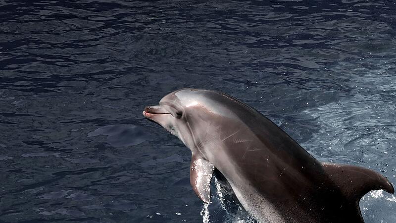 Delfin