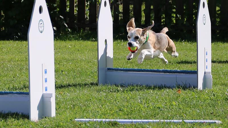 Beagle-Dame Emma beim Flyball: Auch mit schon elf Jahren ist sie dazu nicht alt.
