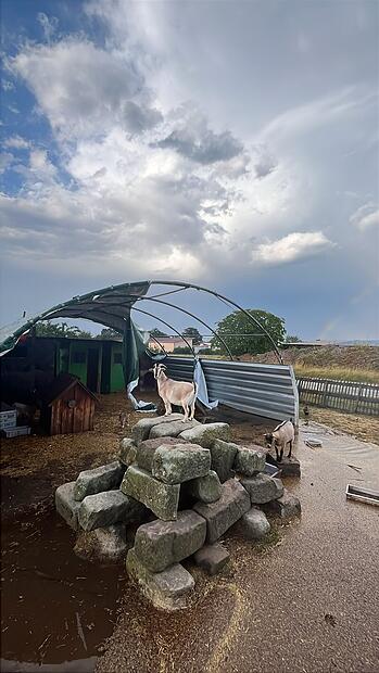 Der Sturm hat den Ziegenstall zerstört. Der Sturm hat den Ziegenstall zerstört.