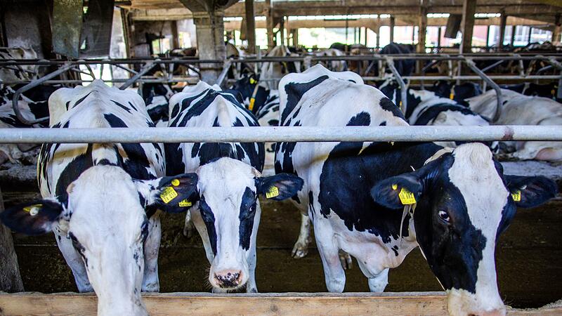 Milchwirtschaft Milchwirtschaft