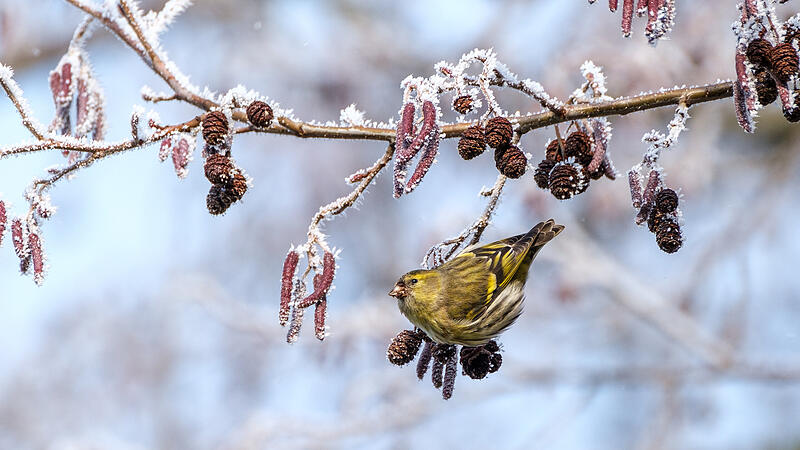 Der Erlenzeisig kommt unter anderem aus dem Norden im Winter zu uns auf der Suche nach Nahrung und Licht. Der Erlenzeisig kommt unter anderem aus dem Norden im Winter zu uns auf der Suche nach Nahrung und Licht.