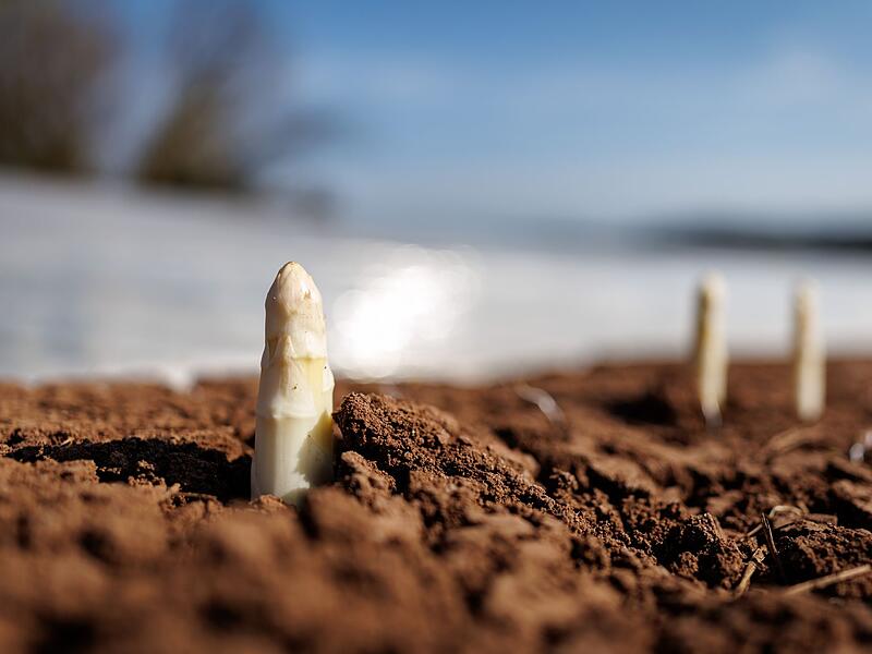 Erster Spargel wird geerntet - Saison startet im April richtig