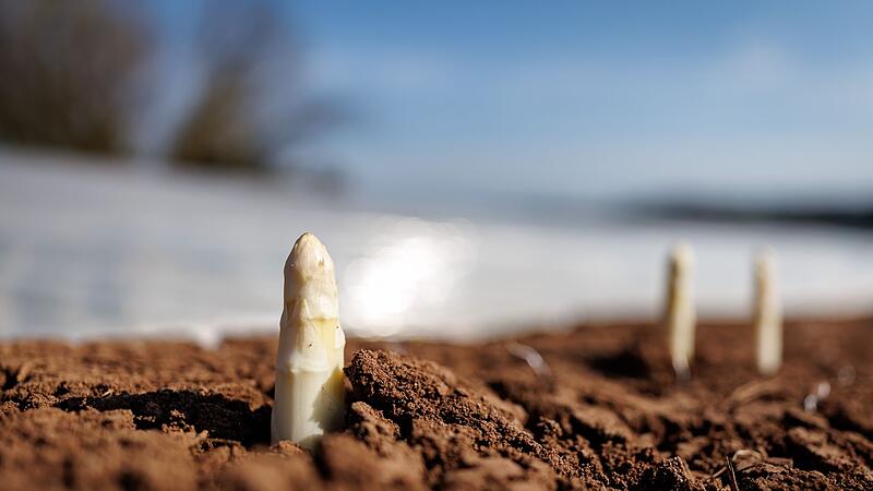 Erster Spargel wird geerntet - Saison startet im April richtig Erster Spargel wird geerntet - Saison startet im April richtig