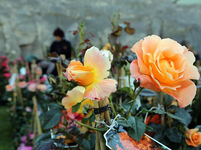 Die Rosenmesse wird in diesem Jahr zum Rosen- und Garten-Markt. Und nicht nur der Name ist neu. Die Rosenmesse wird in diesem Jahr zum Rosen- und Garten-Markt. Und nicht nur der Name ist neu.