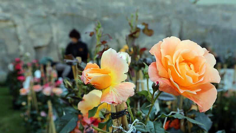 Die Rosenmesse wird in diesem Jahr zum Rosen- und Garten-Markt. Und nicht nur der Name ist neu. Die Rosenmesse wird in diesem Jahr zum Rosen- und Garten-Markt. Und nicht nur der Name ist neu.