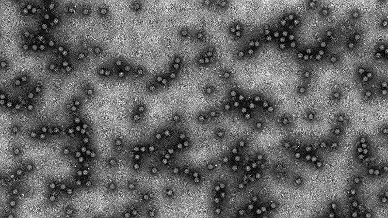 Maul- und Klauenseuche-Virus